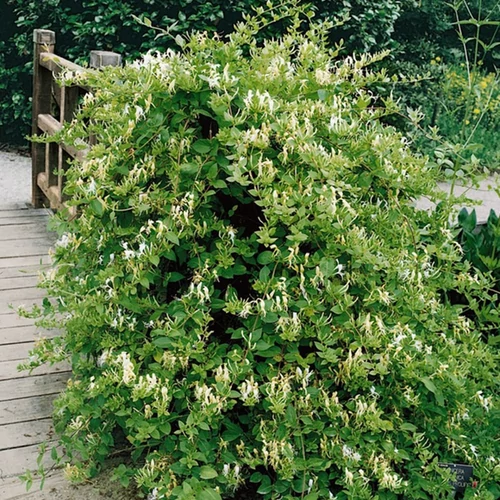 Lonicera japonica 'Hall's Prolific'