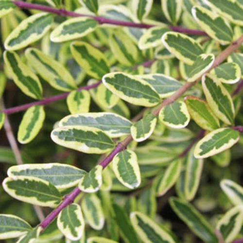 Lonicera nitida 'Lemon Beauty'