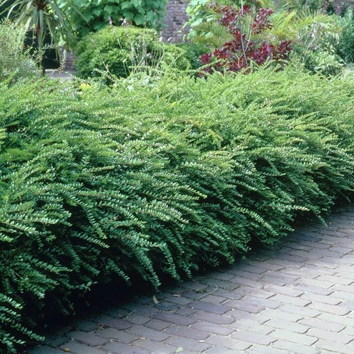 Lonicera nitida 'Maigrün'