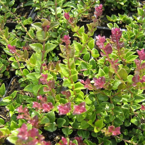 Lonicera nitida 'Red Tips'