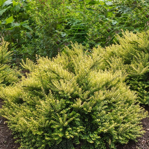 Lonicera nitida 'Twiggy'