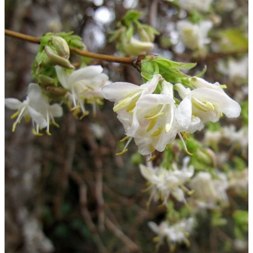 Lonicera purpusii 'Winter Beauty'