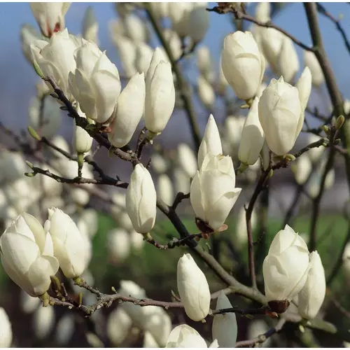 Magnolia grandifloria 'Superba'