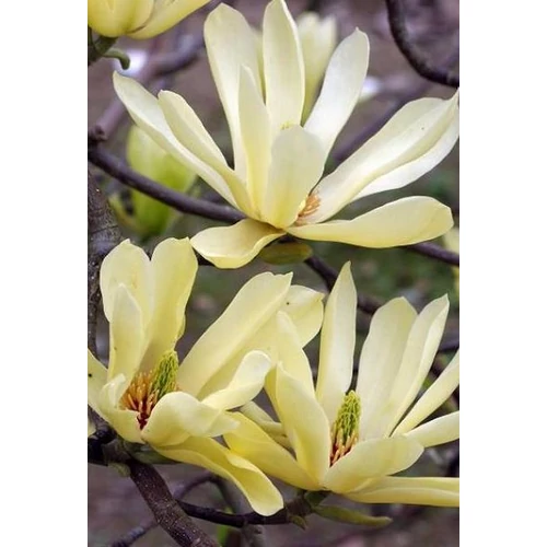 Magnolia 'Butterflies'