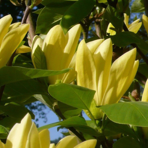 Magnolia 'Daphne'