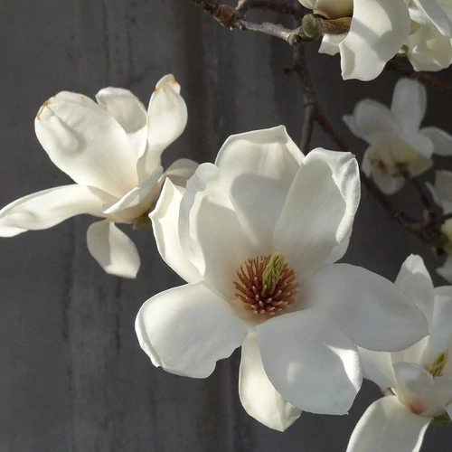 Magnolia denudata 'Double'