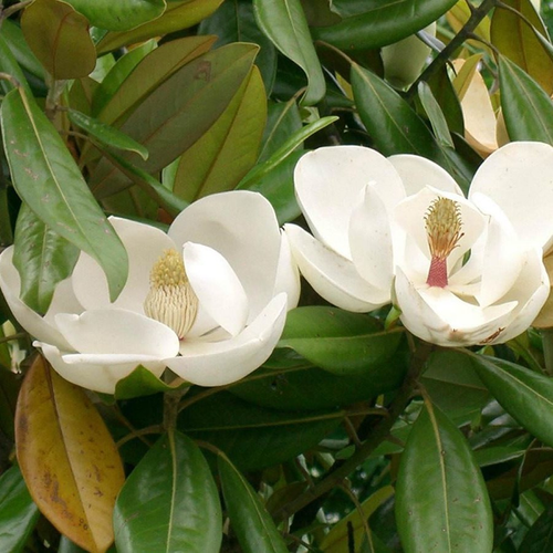 Magnolia grandiflora