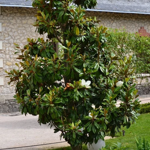 Magnolia grandiflora 'Alta'