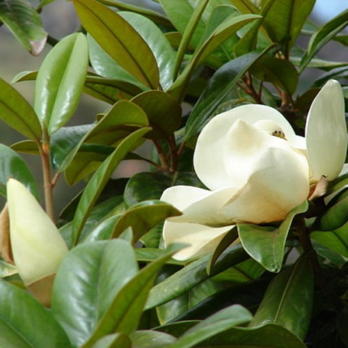 Magnolia grandiflora 'Gallisoniensis'
