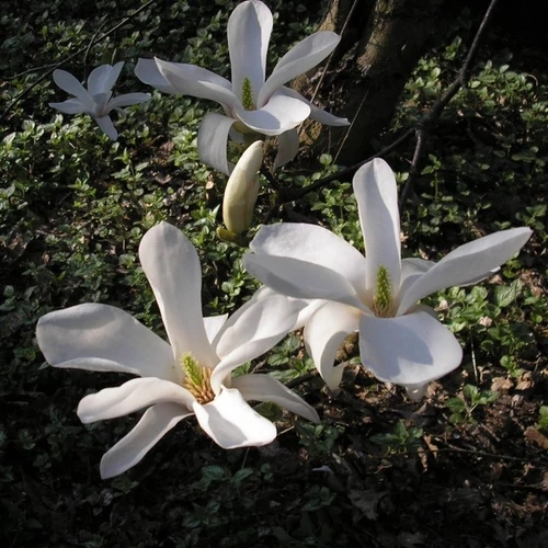 Magnolia kobus
