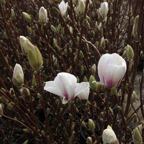 Magnolia soulangeana 'Alba Superba'
