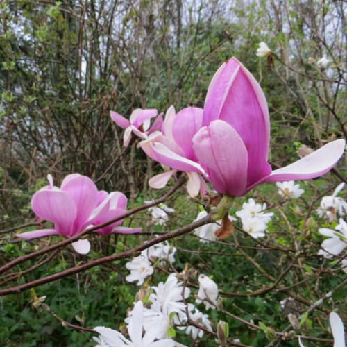 Magnolia soulangeana 'Susan'