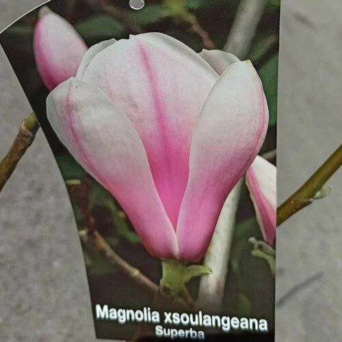 Magnolia soulangeana ' Superba'