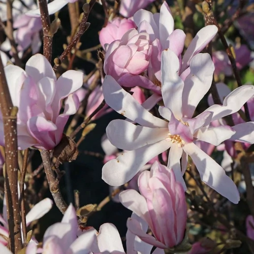 Magnolia stellata 'Rosea'