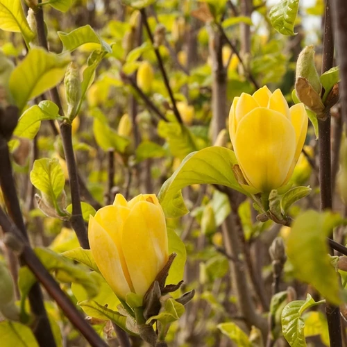 Magnolia 'Yellow Bird'