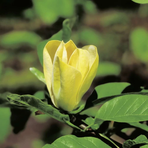 Magnolia 'Yellow Joy'