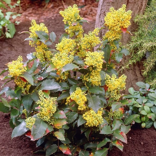 Mahonia aquifolium 'Apollo'