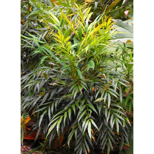 Mahonia eurybracteata 'Sweet Winter'