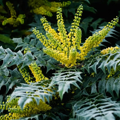 Mahonia media 'Charity'