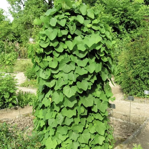 Menispermum davuricum