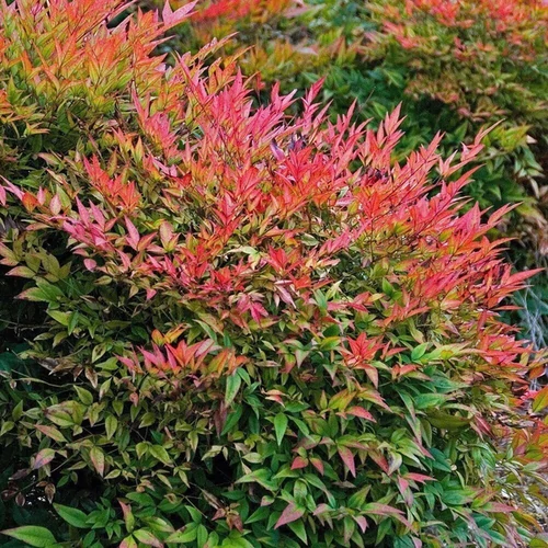 Nandina domestica 'Gulf Stream'