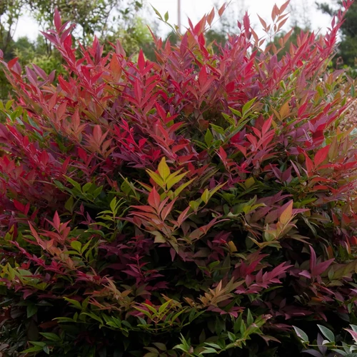 Nandina domestica 'Obsessed'