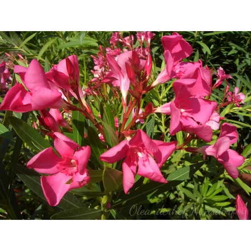Nerium oleander 'Italia' 