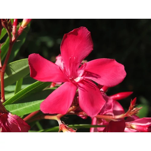 Nerium oleander 'Jannoch' 