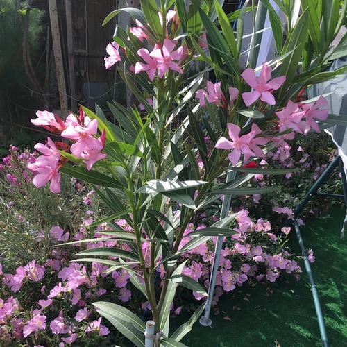 Nerium oleander 'Atlas Nain de Tidili'