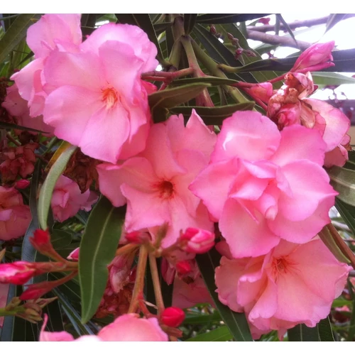 Nerium oleander 'Helia'