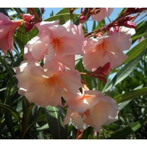 Nerium oleander 'Provence'
