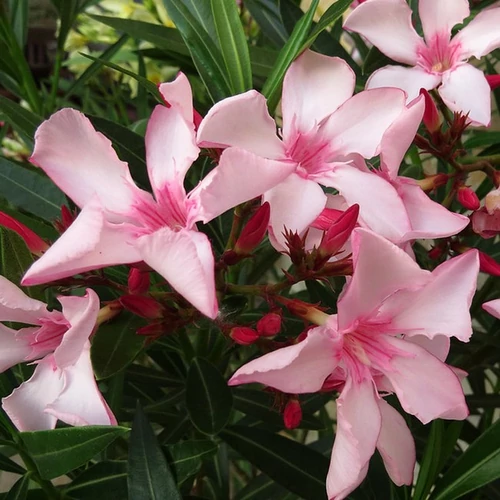 Nerium oleander 'Villa Romaine'
