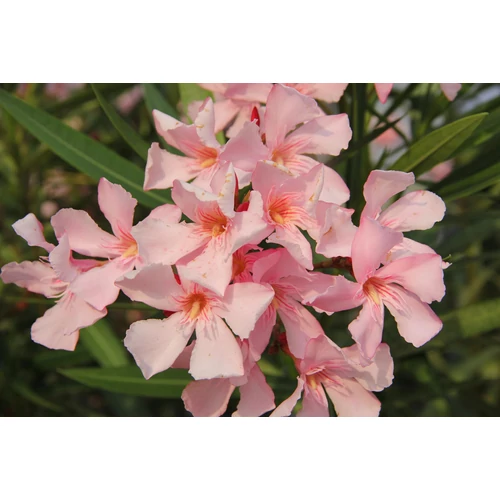 Nerium oleander 'Soleil Levant' 