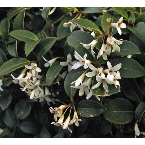 Osmanthus burkwoodii