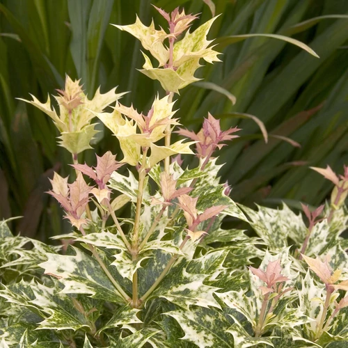 Osmanthus heterophyllus 'Goshiki'