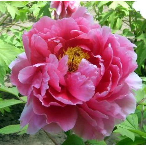 Paeonia suffruticosa