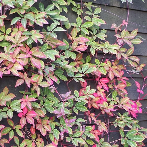 Parthenocissus henryana