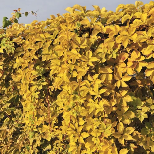 Parthenocissus quinquefolia 'Yellow Wall'