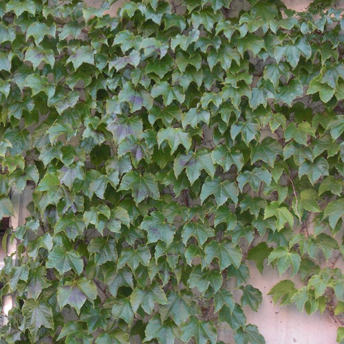 Parthenocissus tricuspidata 'Veitchii'