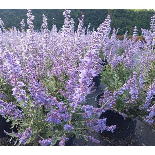 Perovskia atriplicifolia 'Bluesette'