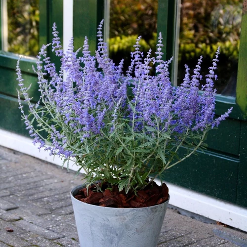 Perovskia atriplicifolia 'Lacey Blue'