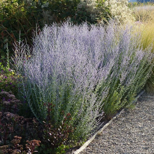 Perovskia atriplicifolia 'Little Spire'