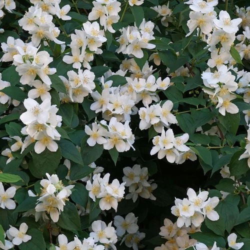 Philadelphus coronarius