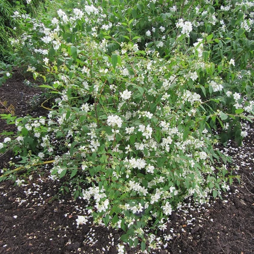 Philadelphus lewisii 'Waterton'