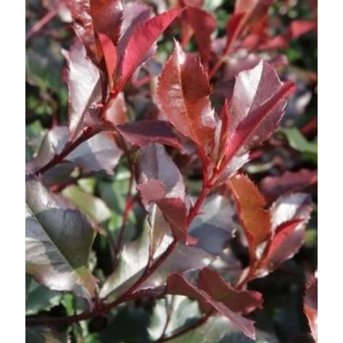 Photinia fraseri 'Corallina'