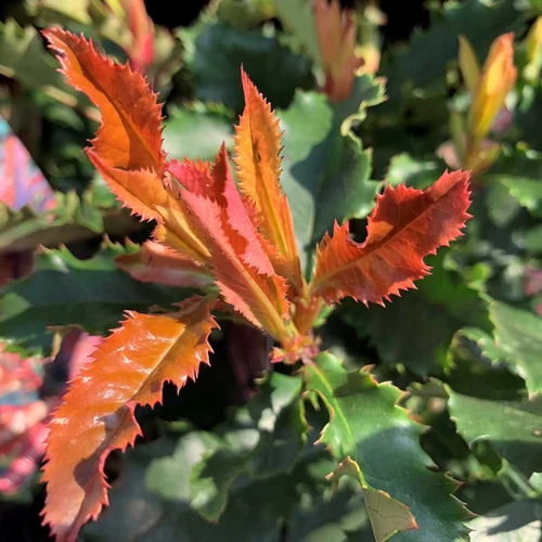 Photinia fraseri 'Crunchy'