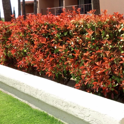 Photinia fraseri 'Little Red Robin'
