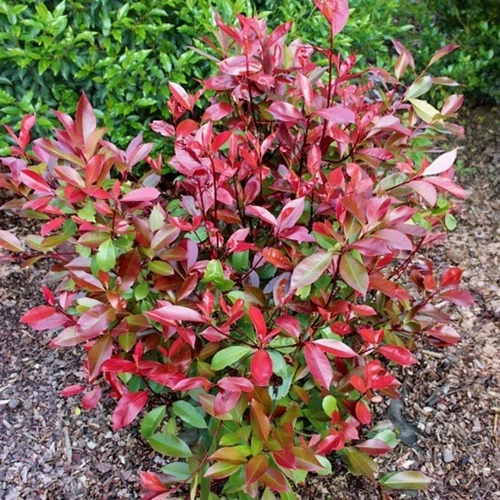 Photinia fraseri 'Red Compact'