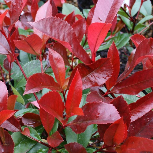 Photinia fraseri 'Red Robin'