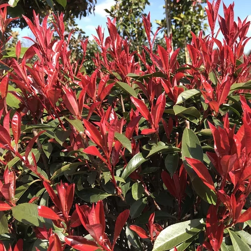 Photinia fraseri 'Robusta Compact'
